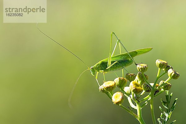 Gemeine Sichelschrecke (Phaneroptera falcata)  sitzt auf Blüte  Stolberg bei Aachen  Nordrhein-Westfalen  Deutschland  Europa