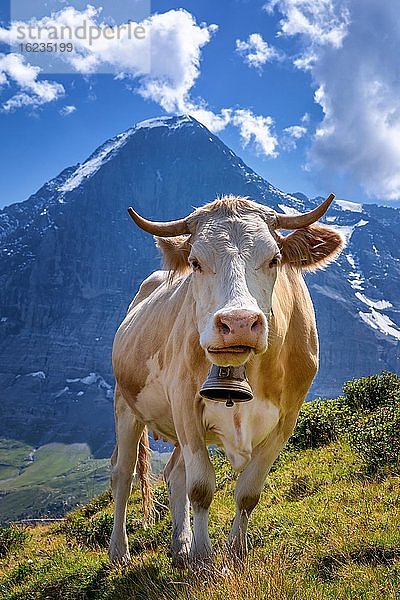 Schweizer Kuh im Hochgebirge  Jungfrauregion  Kanton Bern  Schweiz  Europa