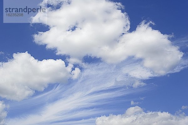 Wolkenformation  blauer Himmel mit Federwolken (Cirrus) und Quellwolken (Cumulus)  Niedersachsen  Deutschland  Europa