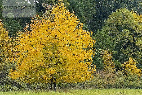 Herbstlich gefärbter Ahorn (Acer)  Baum  Neustrelitz  Mecklenburg-Vorpommern  Germany