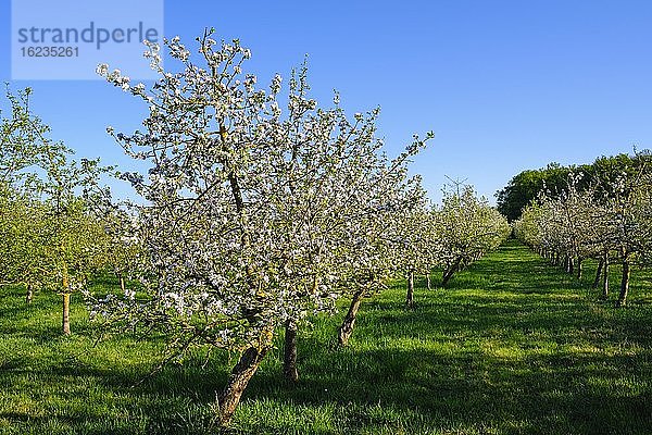 Blühende Apfelbaum-Plantage (Malus domestica)  nahe Breitbrunn bei Herrsching  Fünfseenland  Oberbayern  Bayern  Deutschland  Europa