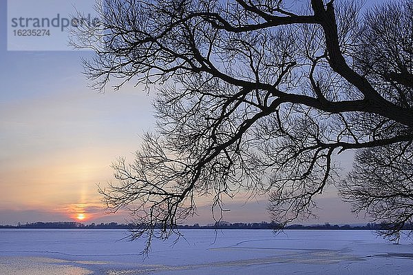 Sonnenuntergang spiegelt sich auf dem Eis des zugefrorenen Dümmer im Winter gerahmt von Bäumen am Ufer  Lembruch  Niedersachsen  Deutschland  Europa