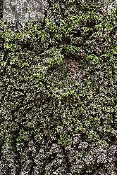 SStruktur der Baumrinde einer Eiche (Quercus)  Hintergrundbild  Zandvoort  Niederlande  Europa