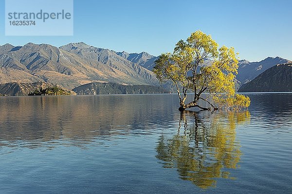 Lake Wanaka bei Sonnenaufgang  Mount-Aspiring Nationalpark  UNESCO Weltnaturerbe  Otago  Südinsel  Neuseeland  Ozeanien