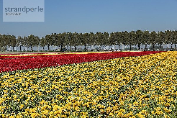 Blumenfelder im Frühling  Südholland  Niederlande  Europa