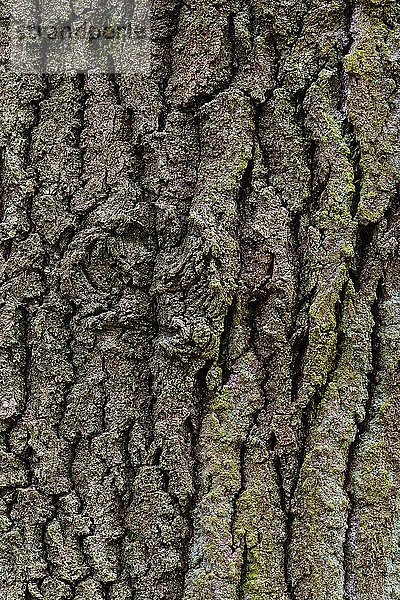 Struktur der Baumrinde einer Eiche (Quercus)  Hintergrundbild  Zandvoort  Niederlande  Europa