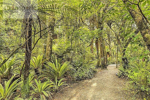 Parakaunui Falls Walk  Tropischer Regenwald  The Catlins  Otago  Südinsel  Neuseeland  Ozeanien