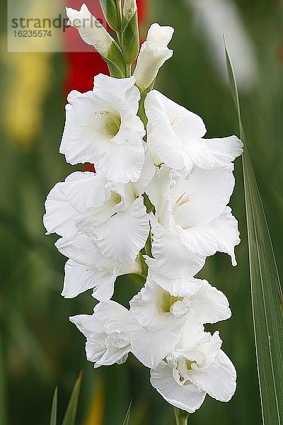 Weiß blühende Gladiole (Gladiolus × hortulanus)  Garten-Gladiole  Blütenstand  Schleswig-Holstein  Deutschland  Europa