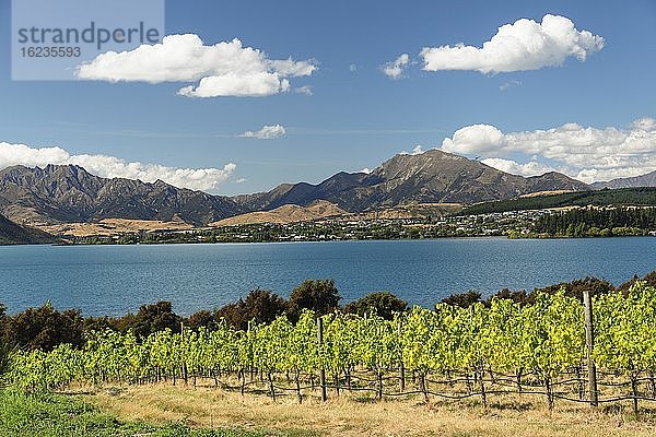 Weinberge am Lake Wanaka See im Sommer  Otago  Südinsel  Neuseeland  Ozeanien