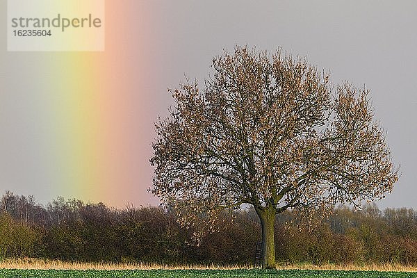 Eiche (Quercus) mit Regenbogen Achim  Niedersachsen  Germany