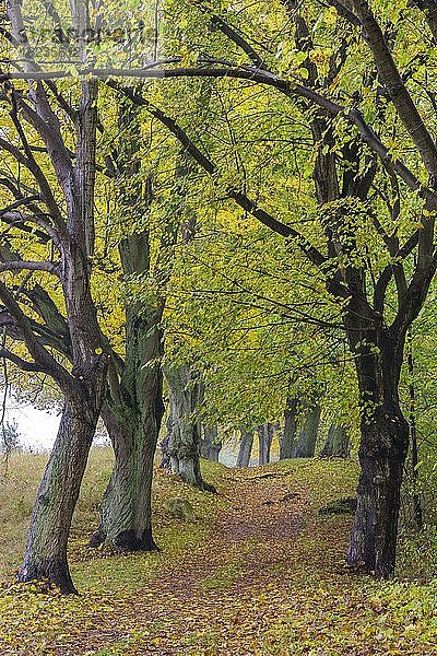 Allee mit Bäumen im Herbst  Schmaler Luzin  Feldberger Seenlandschaft  Mecklenburg-Vorpommern  Deutschland  Europa