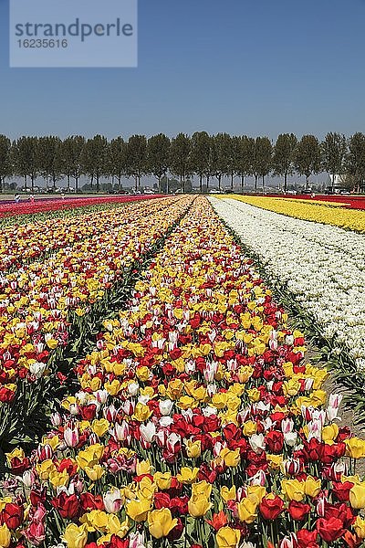 Tulpenfelder im Frühling  Südholland  Niederlande  Europa