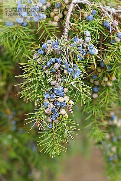 Gemeiner Wacholder (Juniperus communis) Zweig mit reifen und unreifen Beeren  Hessen  Deutschland  Europa