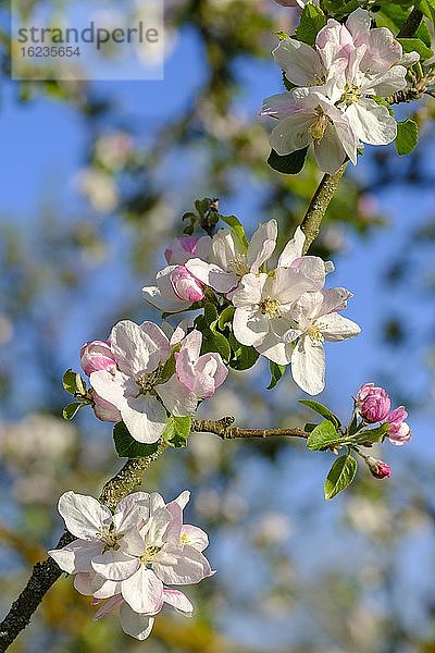 Blüten von Apfelbaum (Malus domestica)  Oberbayern  Bayern  Deutschland  Europa