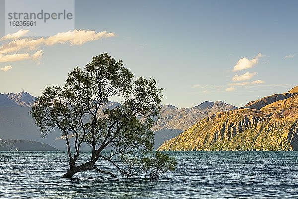 Weide (Salix) im Lake Wanaka im Abendlicht  Mount-Aspiring Nationalpark  UNESCO Weltnaturerbe  Otago  Südinsel  Neuseeland  Ozeanien