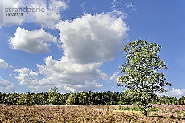 Heidelandschaft  Wietzer Berg  Birken (Betula) und Besenheide (Calluna Vulgaris)  blauer Wolkenhimmel  Naturpark Südheide  Lüneburger Heide  Niedersachsen  Deutschland  Europa