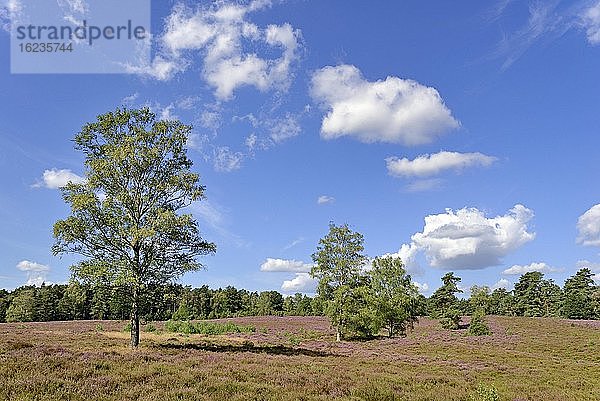 Heidelandschaft  Wietzer Berg  Birken (Betula)  Kiefern (Pinus) und Besenheide (Calluna Vulgaris)  blauer Wolkenhimmel  Naturpark Südheide  Lüneburger Heide  Niedersachsen  Deutschland  Europa