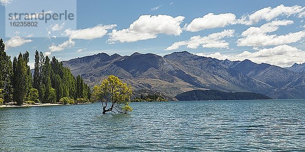 Lake Wanaka im Sommer  Otago  Südinsel  Neuseeland  Ozeanien