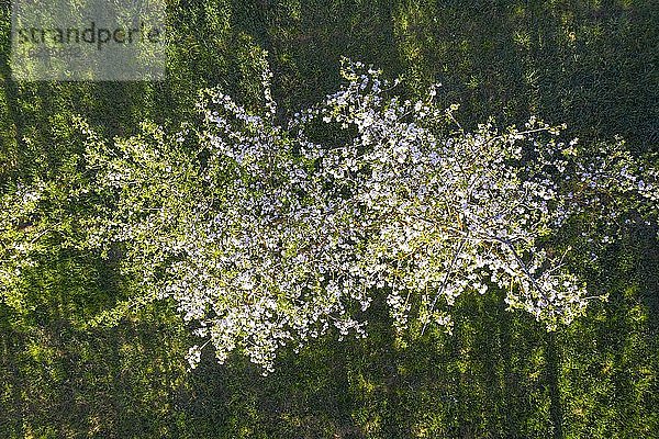 Blühender Apfelbaum (Malus domestica) von oben  Drohnenaufnahme  bei Herrsching  Fünfseenland  Oberbayern  Bayern  Deutschland  Europa