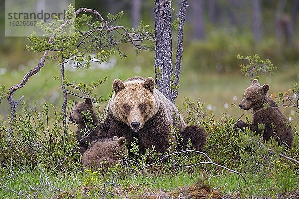 Weiblicher Braunbär (Ursus arctos) mit drei Jungbären im borealen Nadelwald  Suomussalmi  Karelien  Finnland  Europa