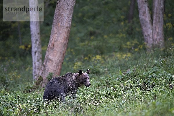 Europäischer Braunbär oder Eurasische Braunbär (Ursus arctos arctos)  adultes Weibchen spaziert auf Waldlichtung  Bieszczady  Polen  Europa