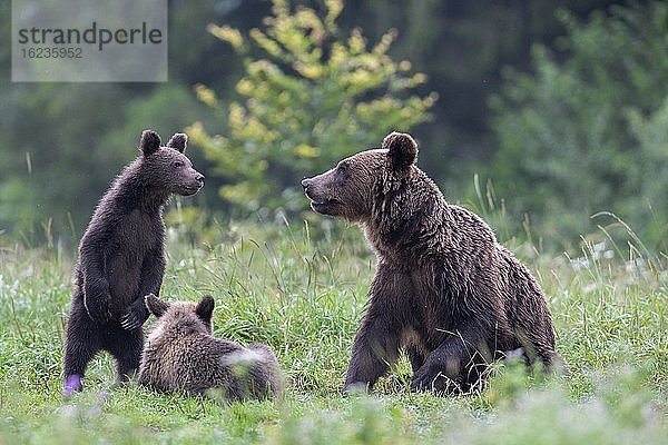 Europäischer Braunbär oder Eurasische Braunbär (Ursus arctos arctos)  adultes Weibchen mit Jungen auf Waldlichtung  Bieszczady  Polen  Europa