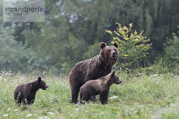 Europäischer Braunbär oder Eurasische Braunbär (Ursus arctos arctos)  adultes Weibchen mit Jungen auf Waldlichtung  Bieszczady  Polen  Europa