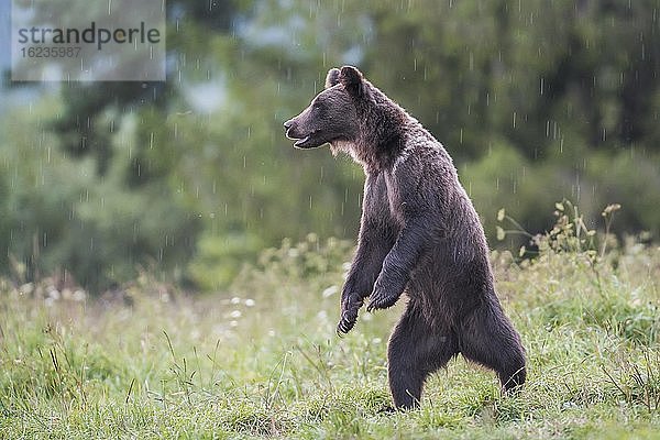 Europäischer Braunbär oder Eurasische Braunbär (Ursus arctos arctos)  junger Braunbär steht auf Hinterbeinen  Bieszczady  Polen  Europa
