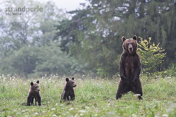 Europäischer Braunbär oder Eurasische Braunbär (Ursus arctos arctos)  adultes Weibchen auf Hinterbeinen stehend mit Jungen auf Waldlichtung  Bieszczady  Polen  Europa