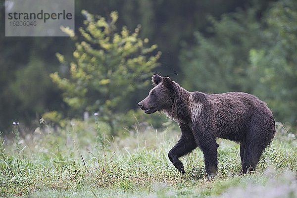 Europäischer Braunbär oder Eurasische Braunbär (Ursus arctos arctos)  junger Braunbär spaziert auf Wiese  Bieszczady  Polen  Europa