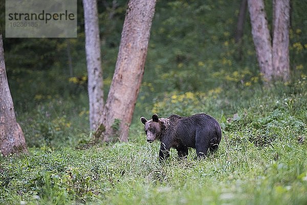 Europäischer Braunbär oder Eurasische Braunbär (Ursus arctos arctos)  adultes Weibchen steht auf Waldlichtung  Bieszczady  Polen  Europa