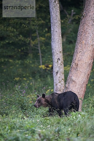 Europäischer Braunbär oder Eurasische Braunbär (Ursus arctos arctos)  adultes Weibchen spaziert auf Waldlichtung  Bieszczady  Polen  Europa