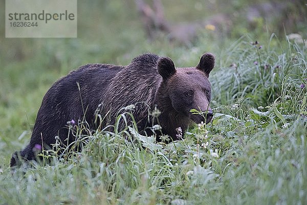 Europäischer Braunbär oder Eurasische Braunbär (Ursus arctos arctos)  adultes Weibchen spaziert auf Wiese  Bieszczady  Polen  Europa
