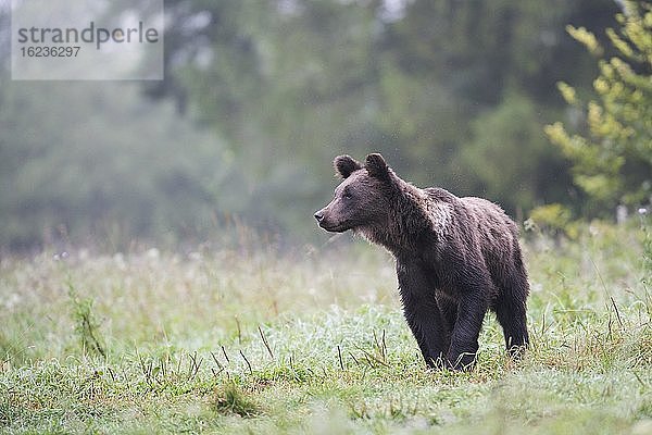 Europäischer Braunbär oder Eurasische Braunbär (Ursus arctos arctos)  junger Braunbär steht auf Wiese  Bieszczady  Polen  Europa
