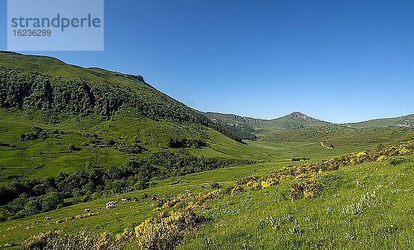 Das Tal der Dienne  das zum Puy Mary führt  Naturpark der Vulkane der Auvergne  Departement Cantal  Auvergne-Rhone-Alpes  Frankreich  Europa