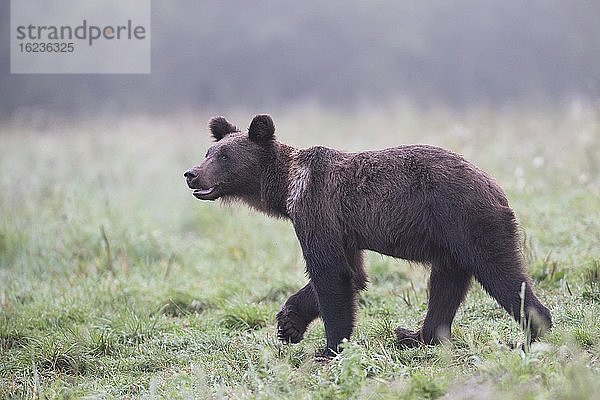 Europäischer Braunbär oder Eurasische Braunbär (Ursus arctos arctos)  junger Braunbär spaziert auf Wiese  Bieszczady  Polen  Europa