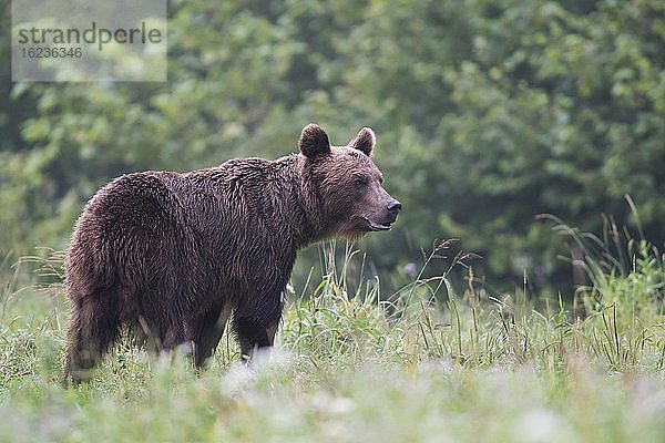 Europäischer Braunbär oder Eurasische Braunbär (Ursus arctos arctos)  adultes Weibchen auf Wiese  Bieszczady  Polen  Europa