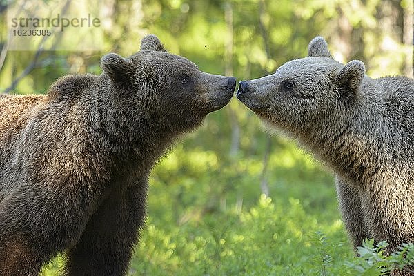 Braunbären (Ursus arctos) begegnen sich im borealen Nadelwald  Nase an Nase  Zuneigung  Porträt  Berührung  Suomussalmi  Karelien  Finnland  Europa