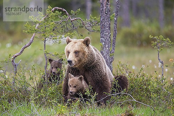 Weiblicher Braunbär (Ursus arctos) mit Jungbären im borealen Nadelwald  Suomussalmi  Karelien  Finnland  Europa