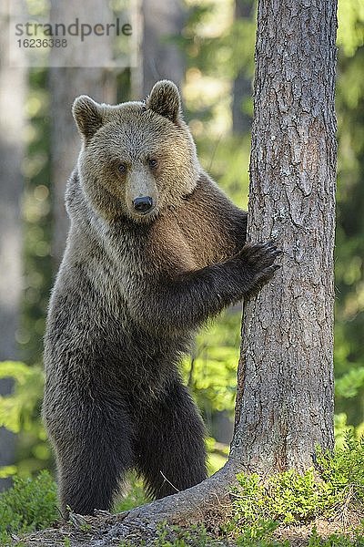 Braunbär (Ursus arctos) steht an einem Baum im borealen Nadelwald  Suomussalmi  Karelien  Finnland  Europa