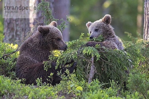 Junge Braunbären (Ursus arctos) spielen mit einem Baum im borealen Nadelwald  Suomussalmi  Karelien  Finnland  Europa
