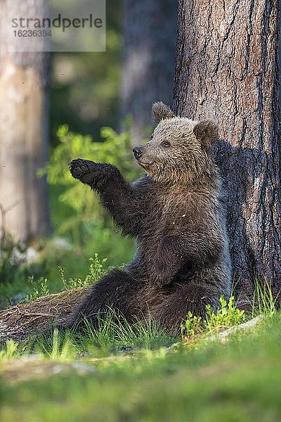 Junger Braunbär (Ursus arctos) spielt an einem Baum im borealen Nadelwald  Suomussalmi  Karelien  Finnland  Europa