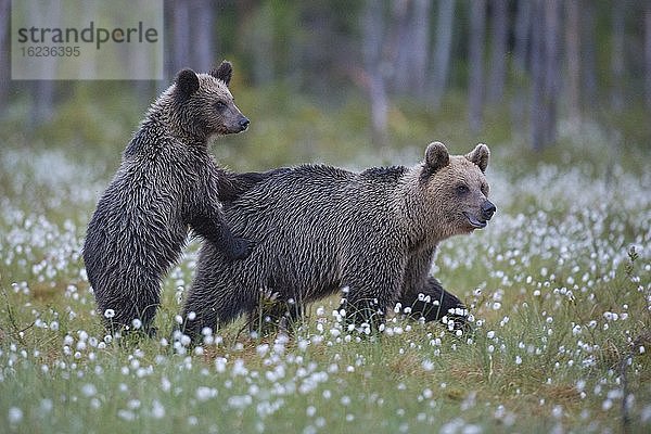 Weiblicher Braunbär (Ursus arctos) mit ihrem Nachwuchs in einem Moor mit fruchtendem Wollgras am Rande in eines borealen Nadelwaldes  Jungbär  Suomussalmi  Karelien  Finnland  Europa