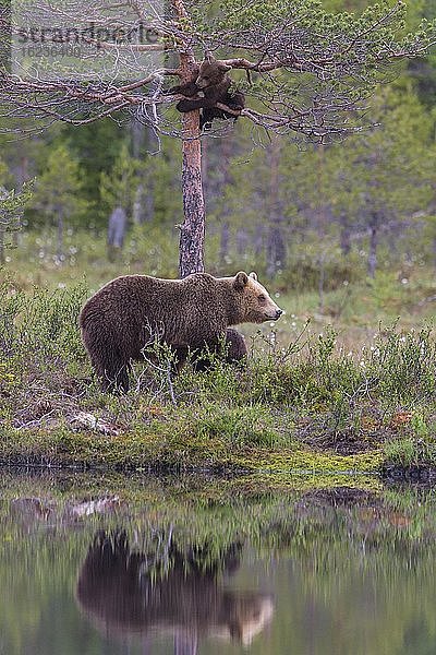 Weiblicher Braunbär (Ursus arctos) mit Jungbären im borealen Nadelwald an einem Seeufer  Jungbär klettert in einen Baum und spielt  Suomussalmi  Karelien  Finnland  Europa