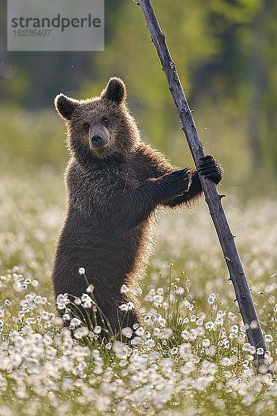 Braunbär (Ursus arctos) steht an einem Baum in einem Moor mit fruchtendem Wollgras am Rande in eines borealen Nadelwaldes  Suomussalmi  Karelien  Finnland  Europa