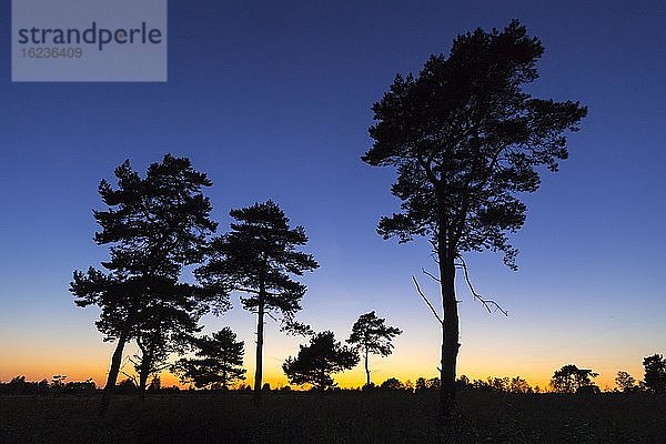 Silhouetten von Kiefern (Pinus) im Venner Moor nach Sonnenuntergang  Vörden  Niedersachsen  Deutschland  Europa