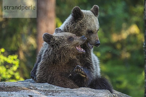 Braunbären (Ursus arctos) kämpfen spielerisch in einem borealen Nadelwald  Spiel  Suomussalmi  Karelien  Finnland  Europa
