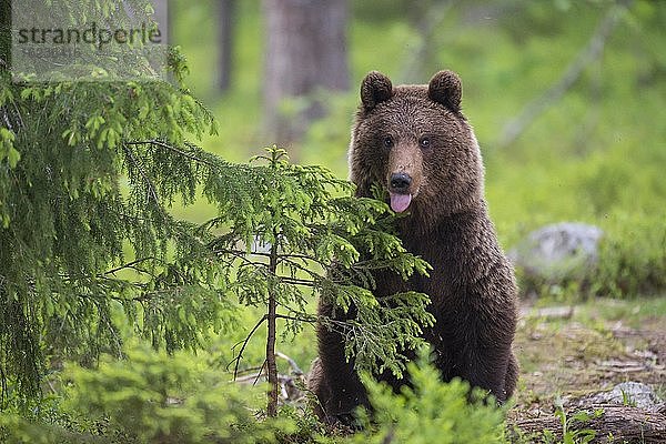 Braunbär (Ursus arctos) im borealen Nadelwald streckt die Zunge aus  Suomussalmi  Karelien  Finnland  Europa