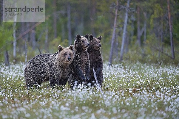 Weiblicher Braunbär (Ursus arctos) mit ihrem Nachwuchs in einem Moor mit fruchtendem Wollgras am Rande in eines borealen Nadelwaldes  Jungbär  sichert  Suomussalmi  Karelien  Finnland  Europa