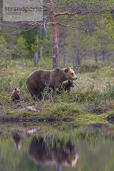 Weiblicher Braunbär (Ursus arctos) mit Jungbären im borealen Nadelwald an einem Seeufer  Spiegelung  Suomussalmi  Karelien  Finnland  Europa